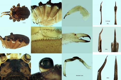 Réf. 220 537 : Leiobunum sp-a